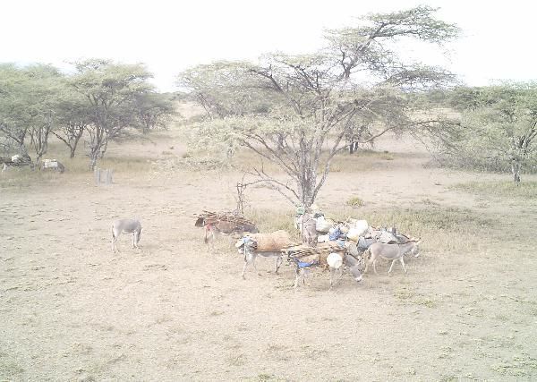Cattle ASG001qhne